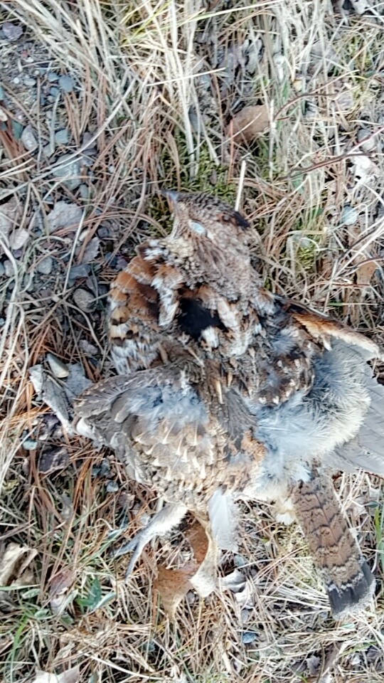 Ruffed Grouse - ML27790731