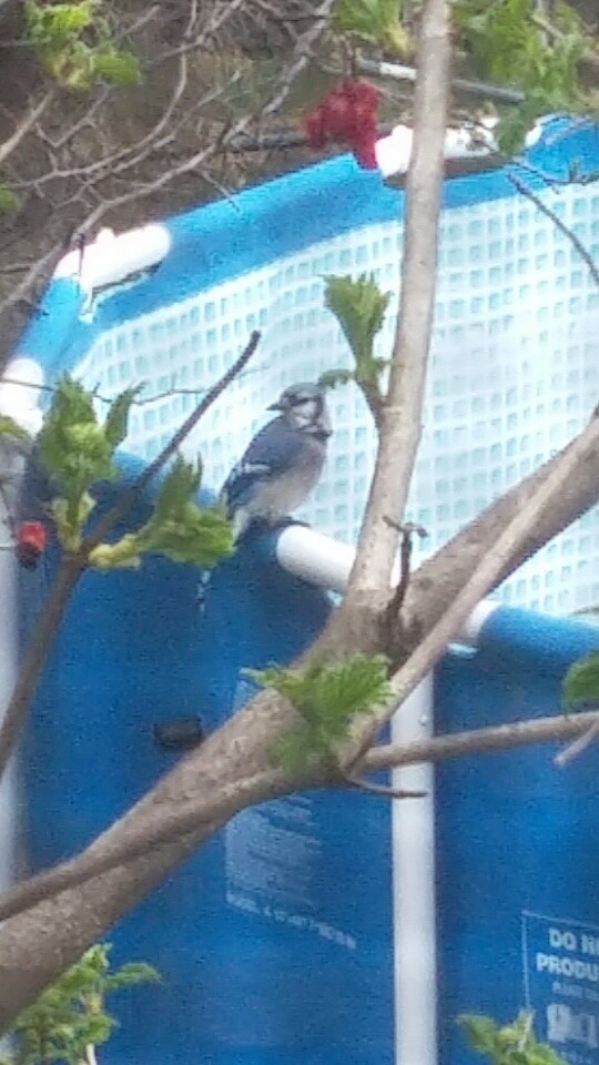 Blue Jay - ML27790891