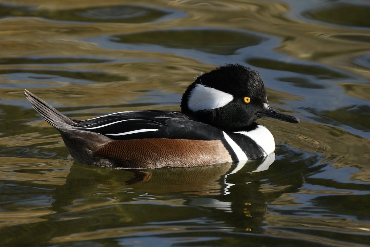 Hooded Merganser - Katie Warner