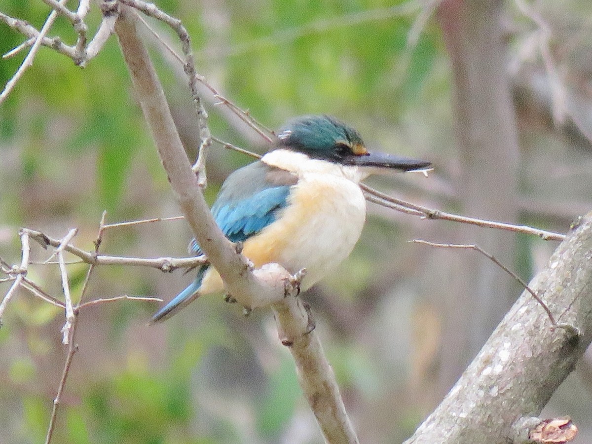 Sacred Kingfisher - ML277909621