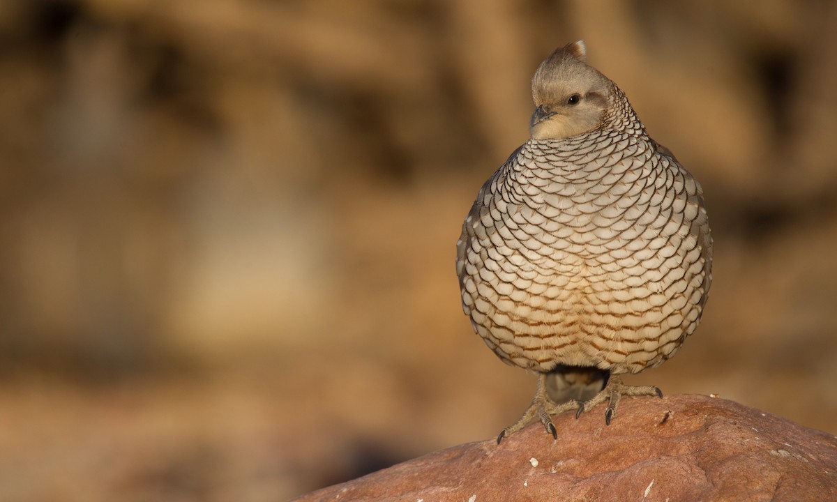 Scaled Quail - ML27790991