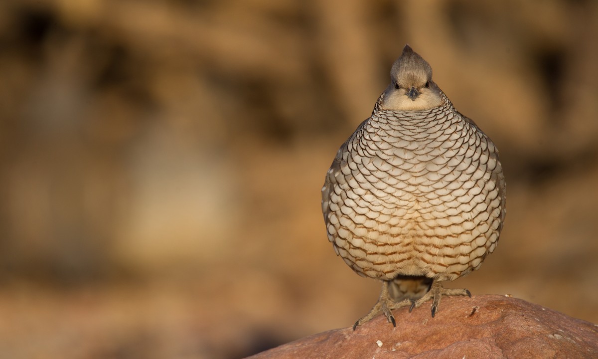 Scaled Quail - Chris Wood