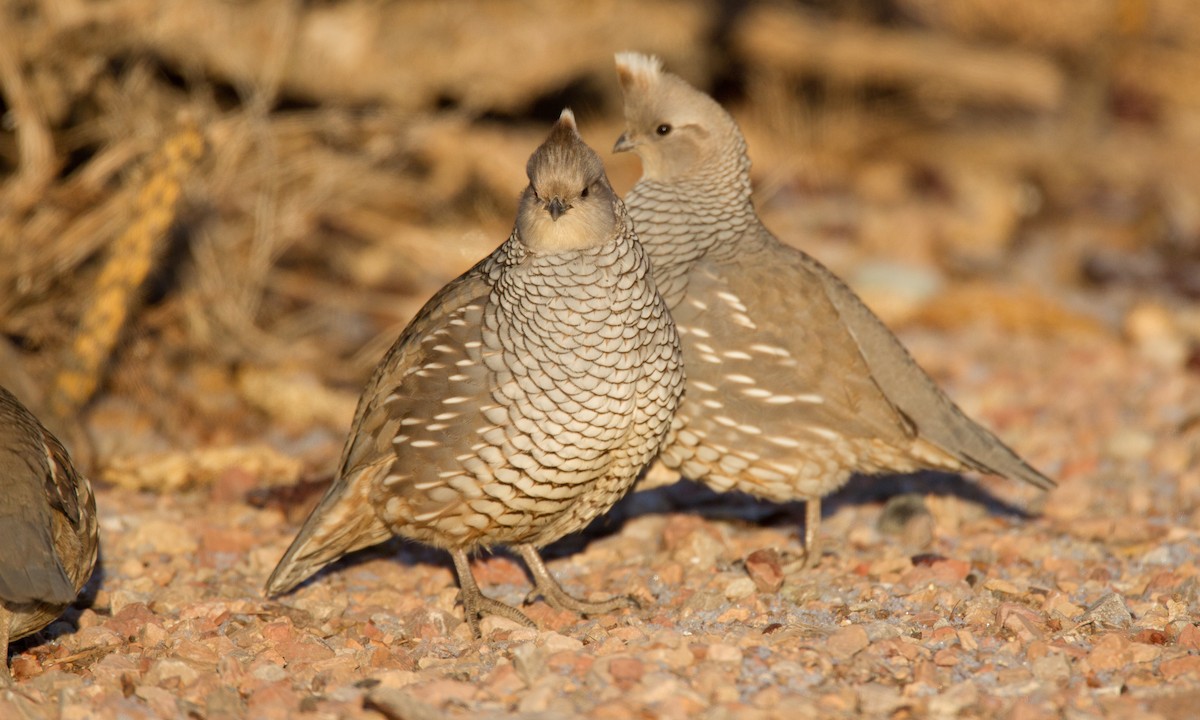 Scaled Quail - ML27791071