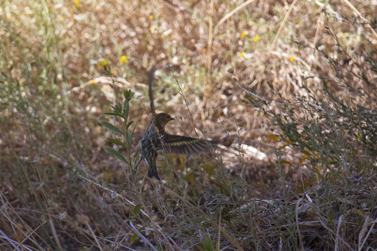 Pine Siskin - ML277910731