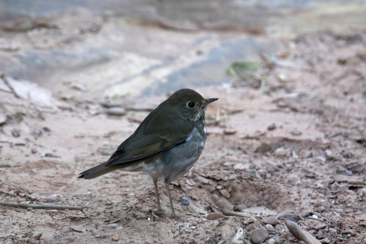 Hermit Thrush - ML277910771