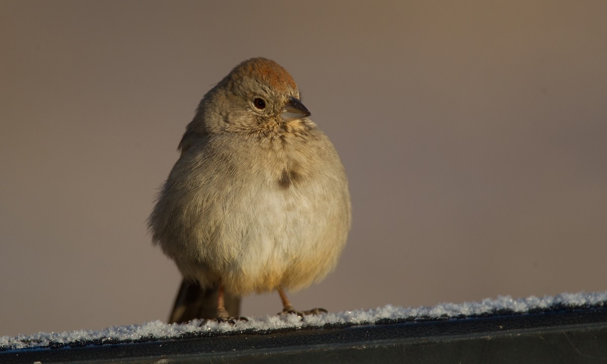 Canyon Towhee - ML27791121