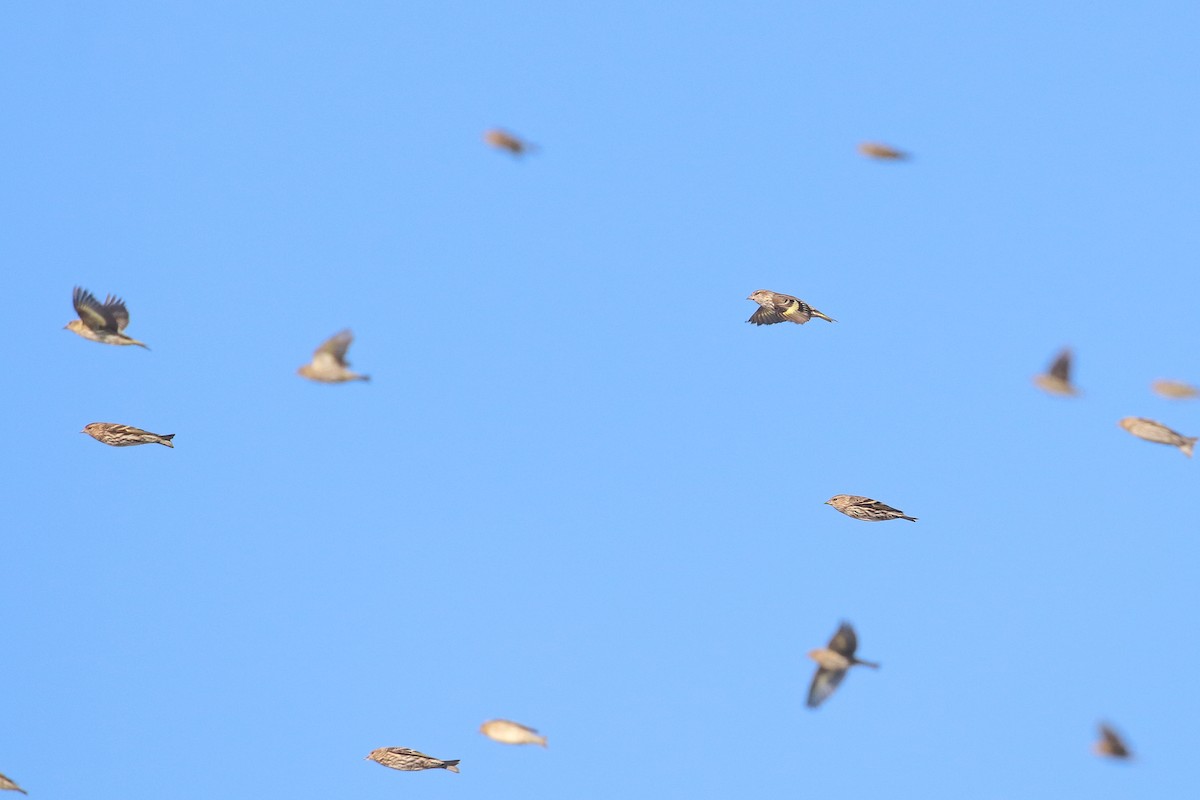 Pine Siskin - Martina Nordstrand