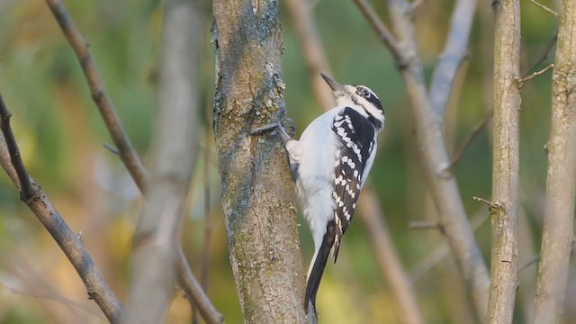 セジロアカゲラ（villosus グループ） - ML277913831