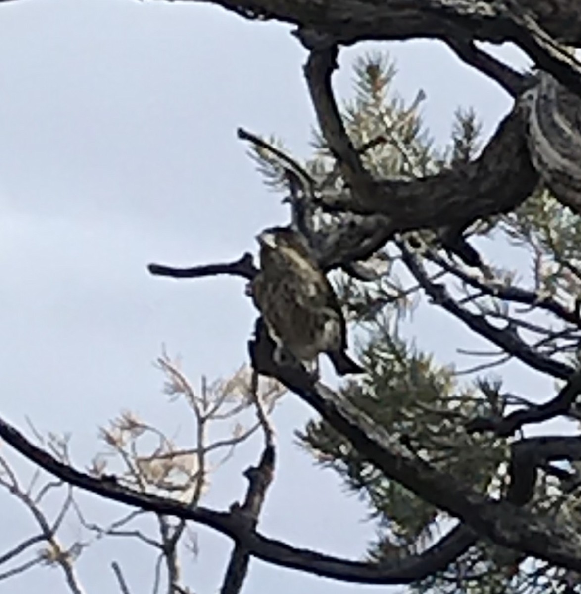 Purple Finch (Western) - ML277914651