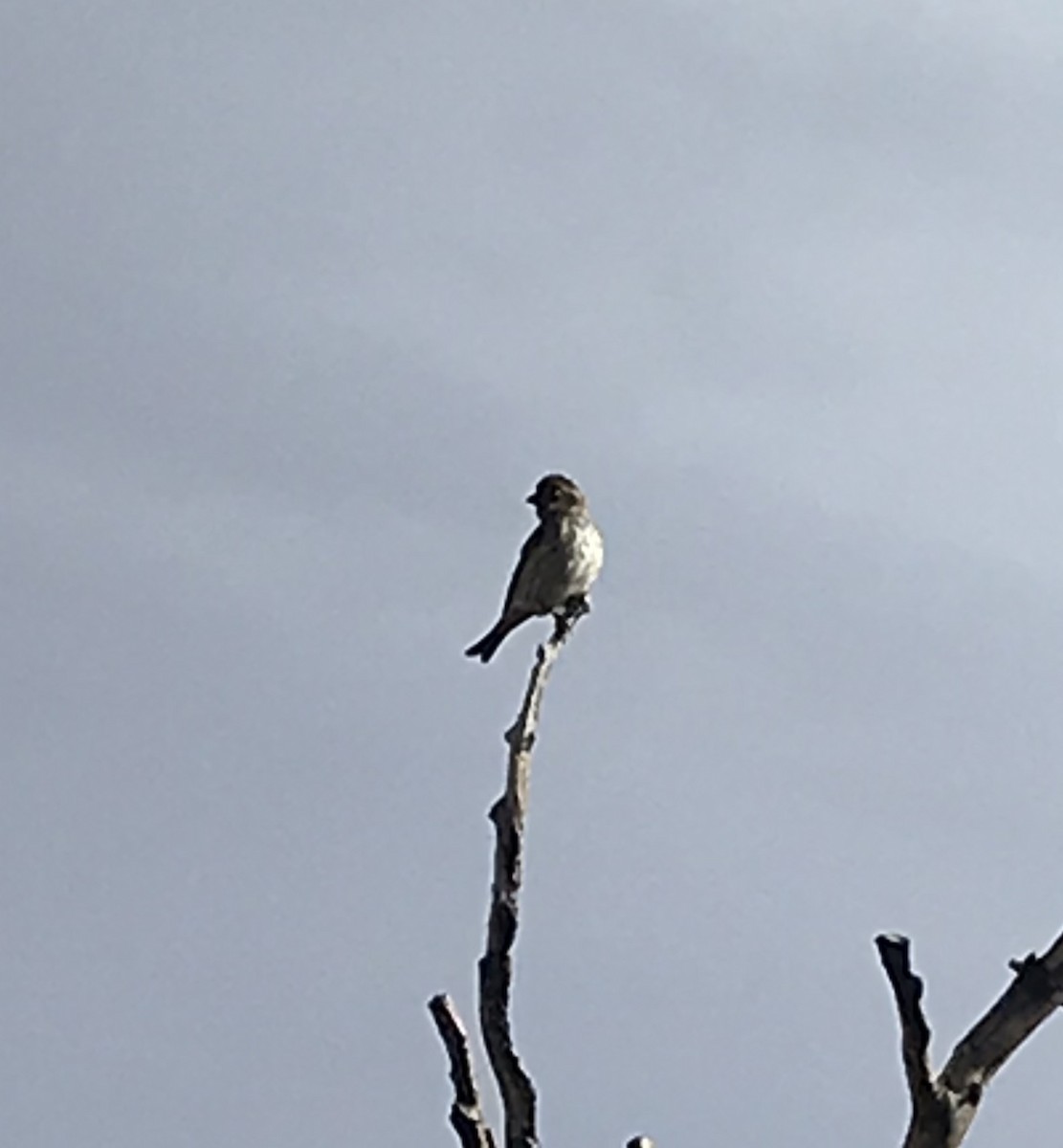 Purple Finch (Western) - ML277914671