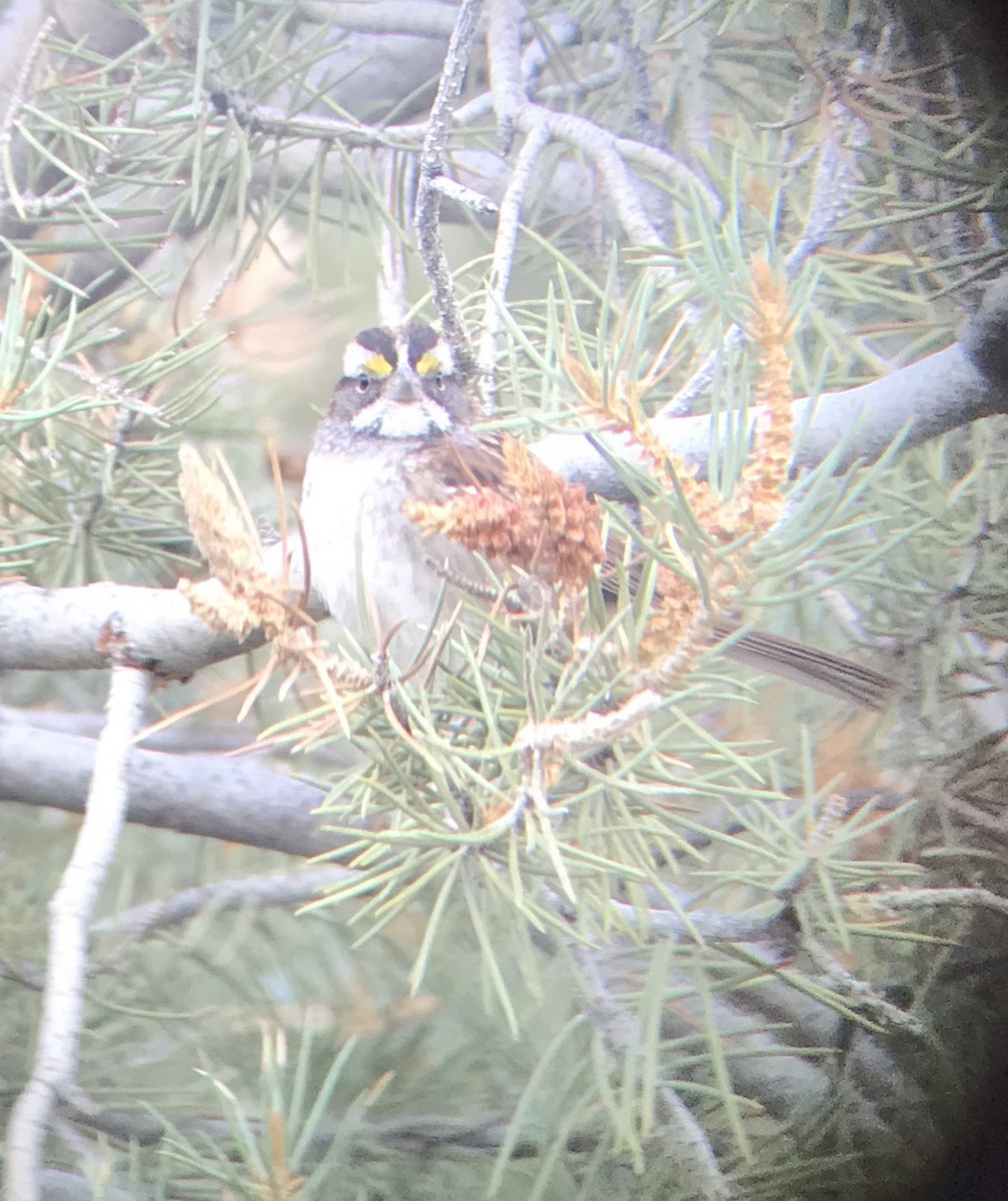 White-throated Sparrow - ML277914731