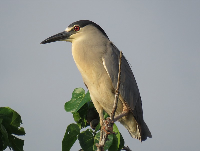 Black-crowned Night Heron - Karen Lebing