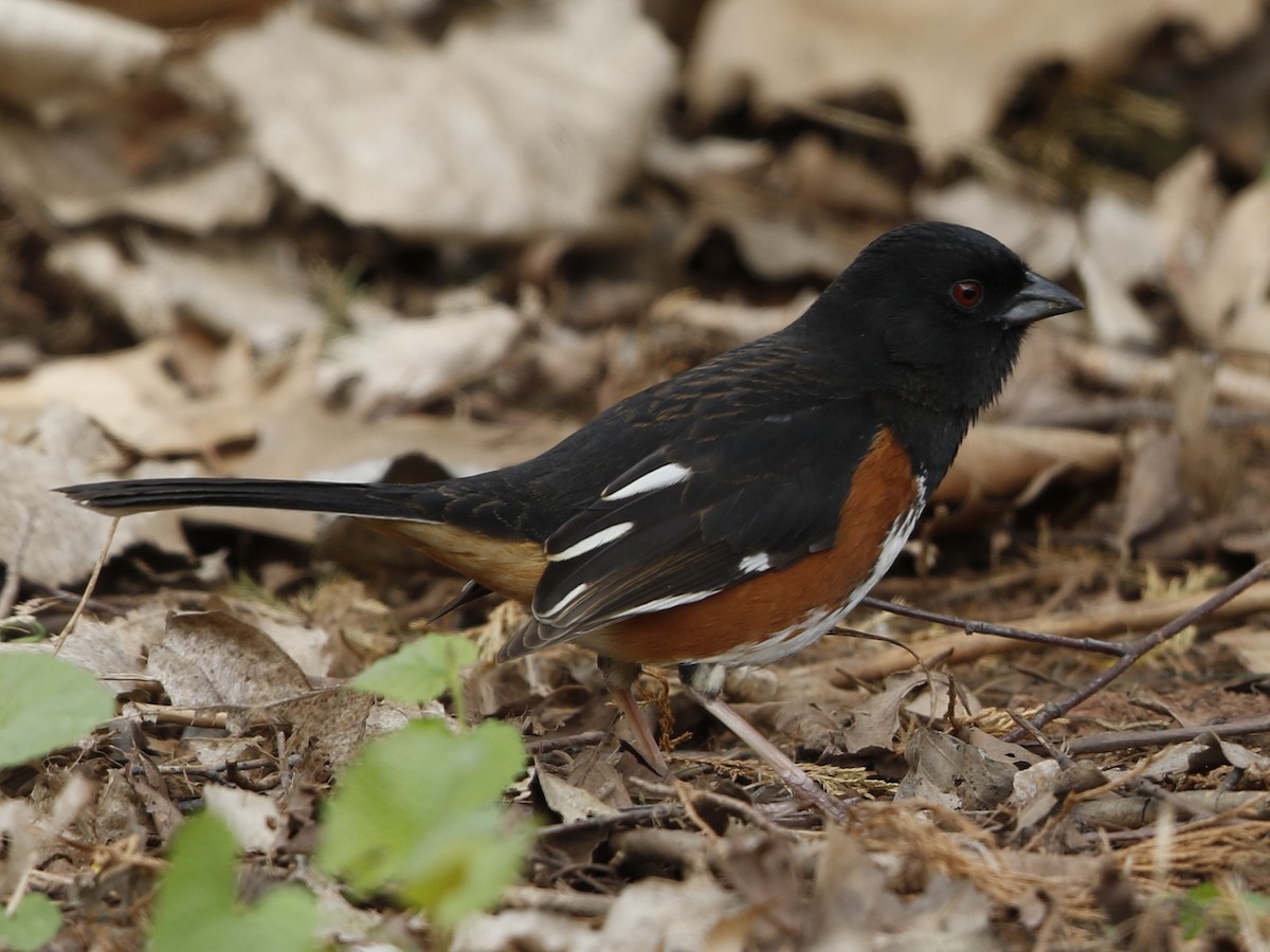 Eastern Towhee - ML27791711