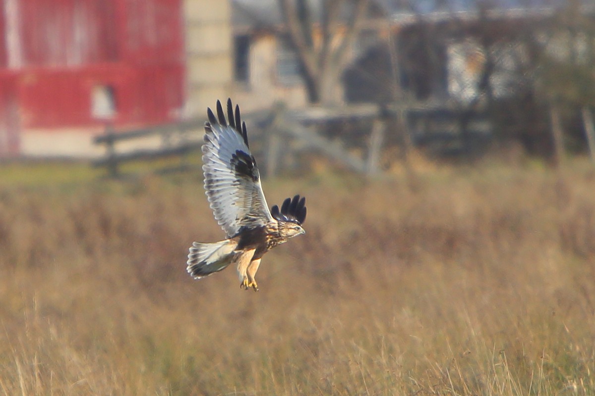 Rough-legged Hawk - Bruce Robinson