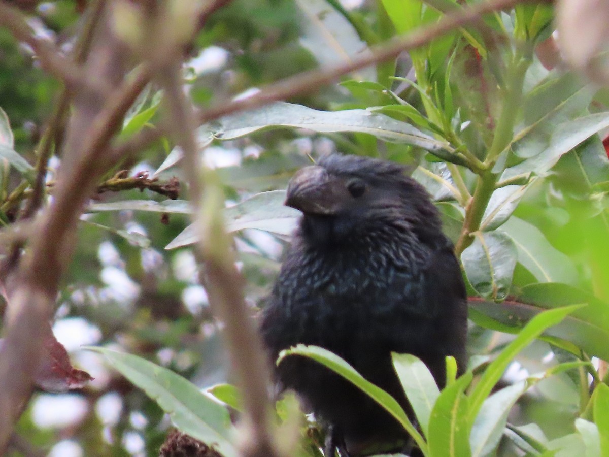 Groove-billed Ani - ML277918431