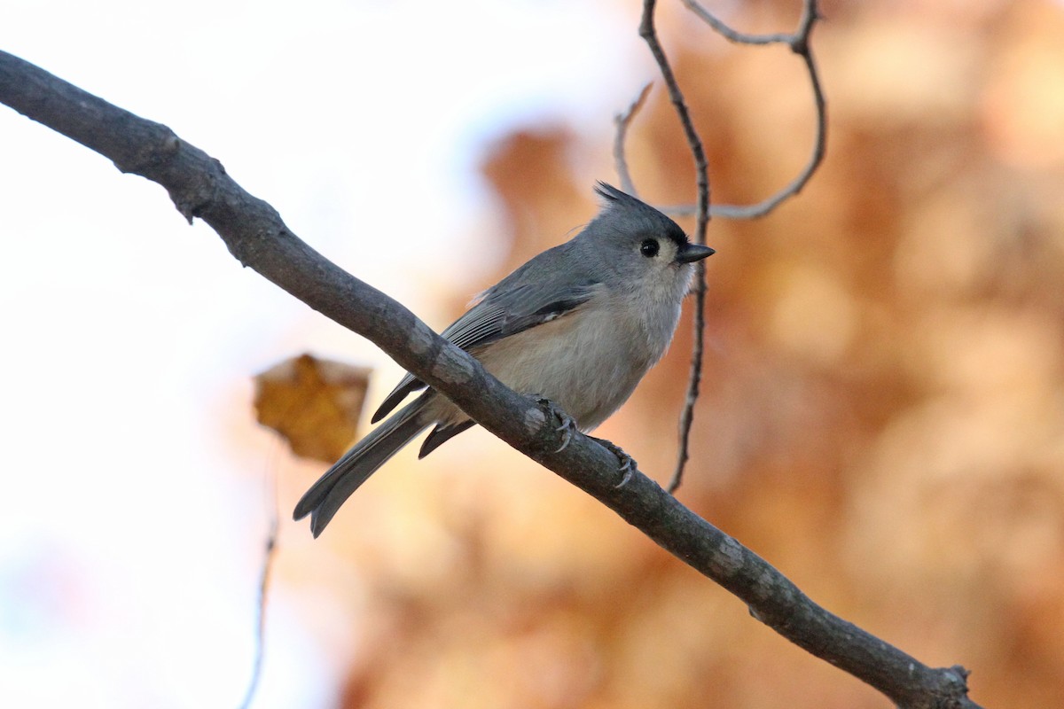 Tufted Titmouse - ML277918881