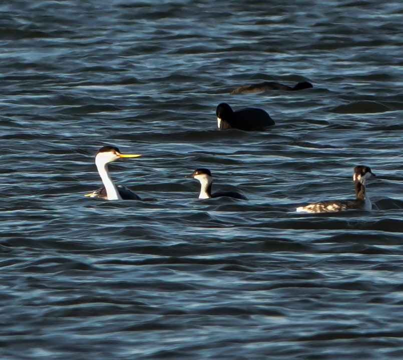 Clark's Grebe - Mary & Lou Truex