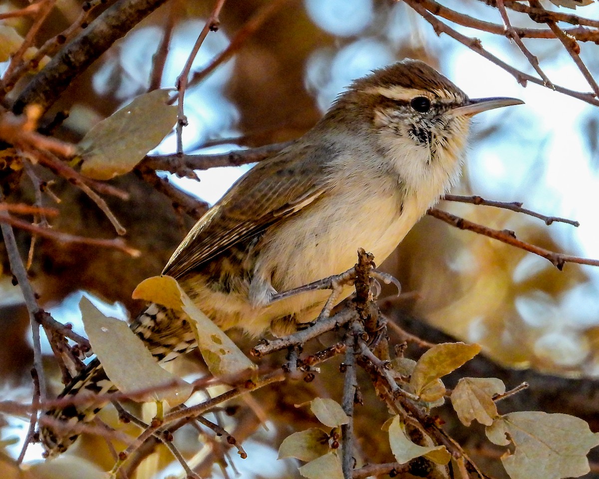 Bewick's Wren - ML277926531