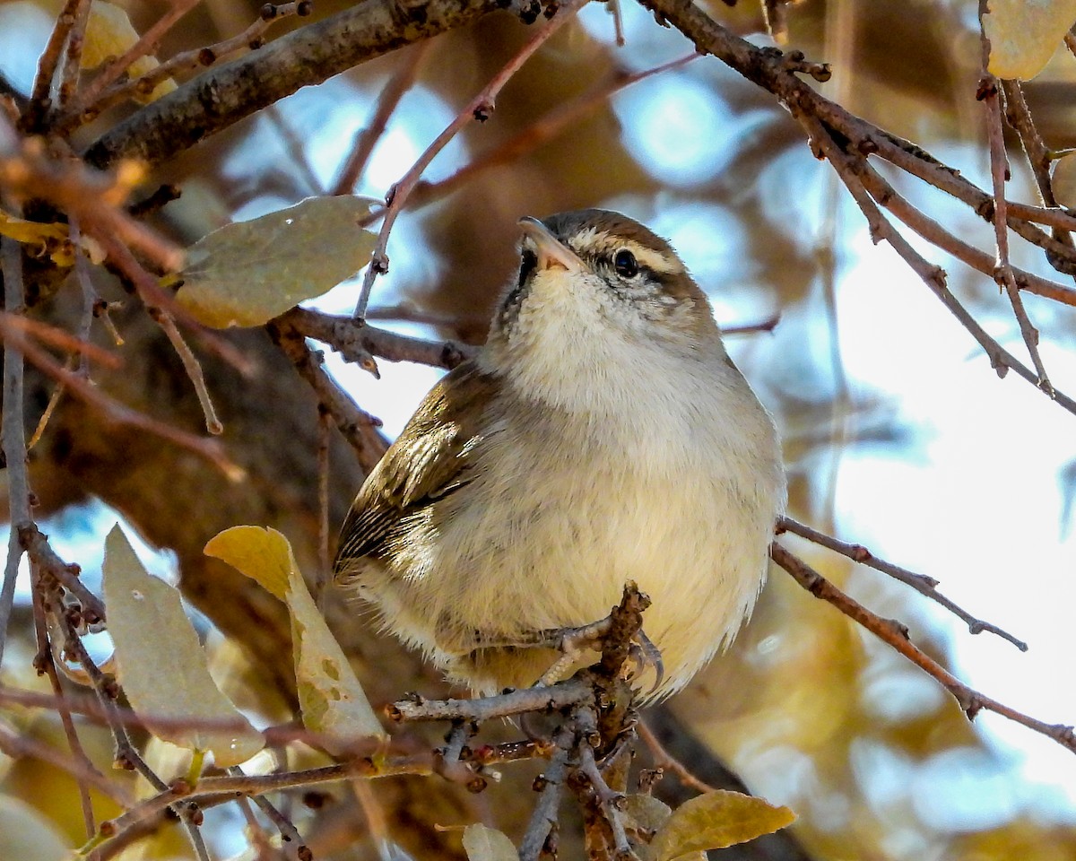 Bewick's Wren - ML277926541
