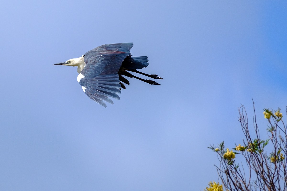 Pacific Heron - ML277927131