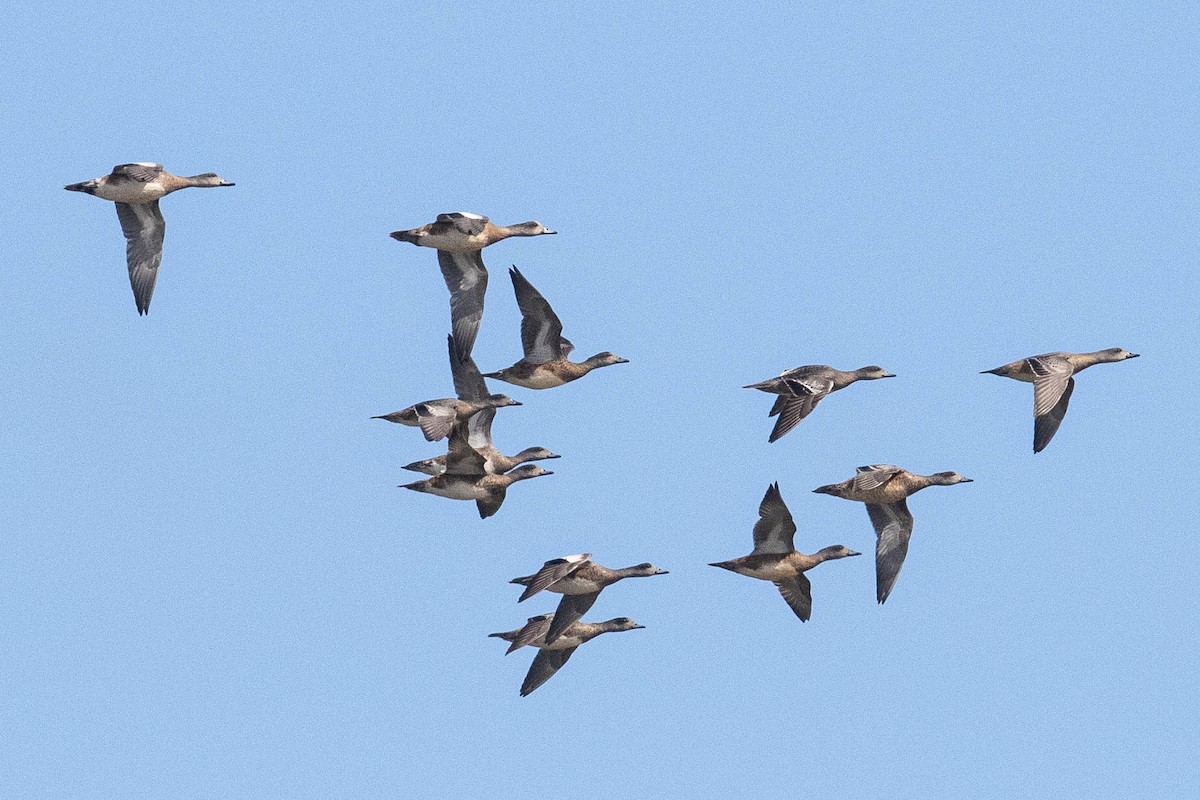 American Wigeon - Eric VanderWerf