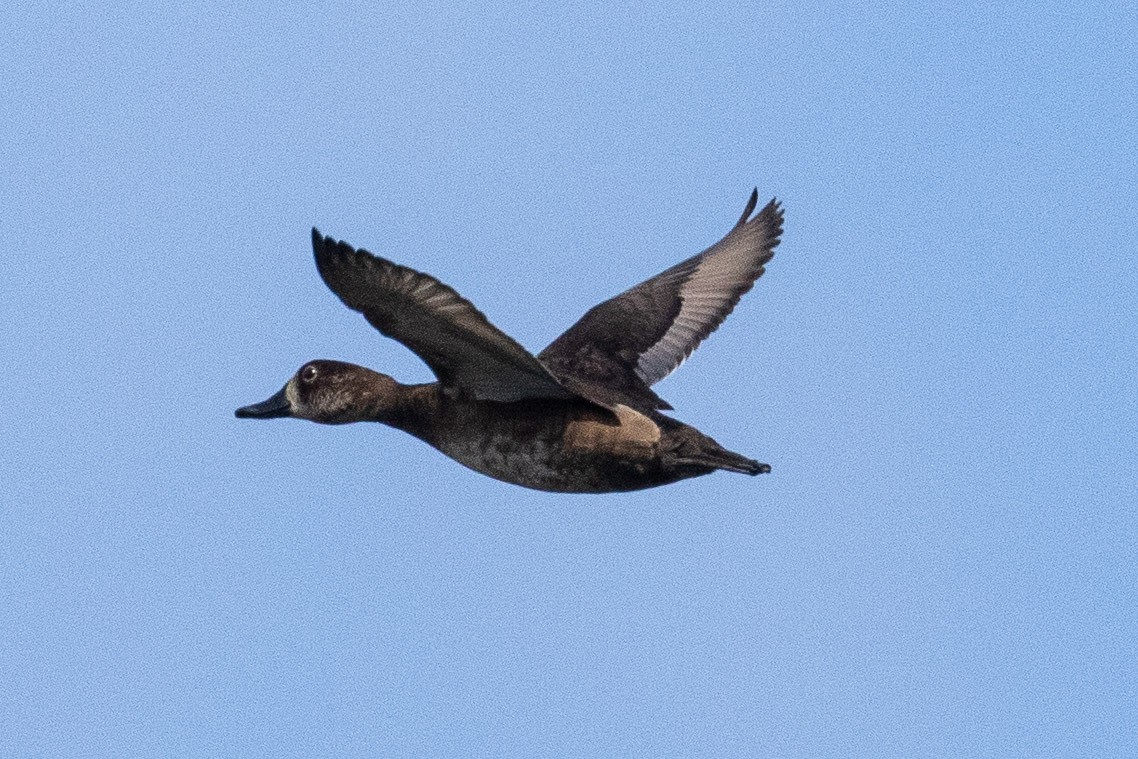 Ring-necked Duck - ML277928291