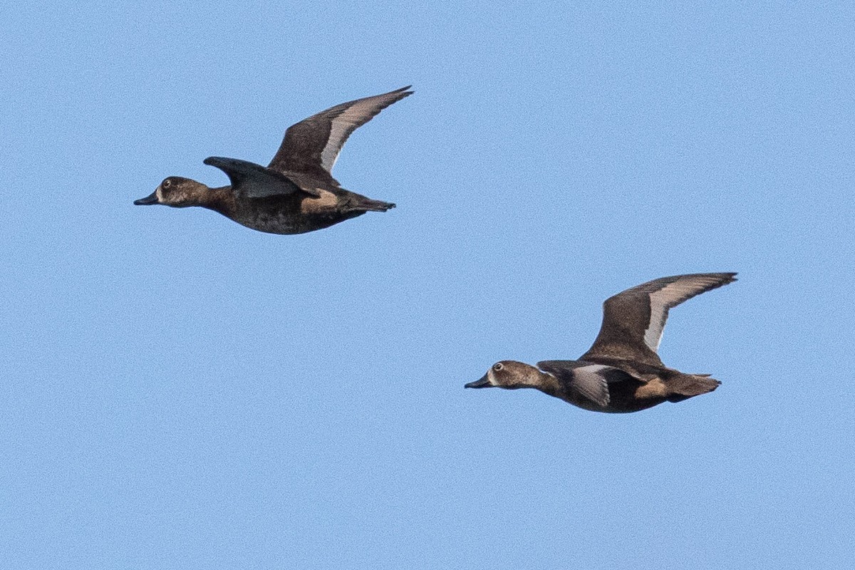 Ring-necked Duck - ML277928301