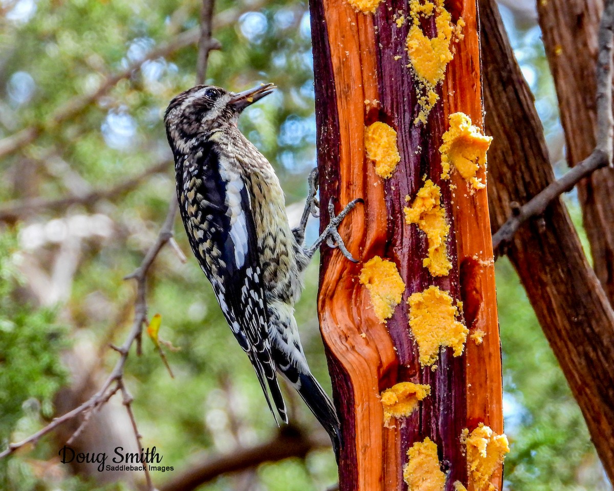 Yellow-bellied Sapsucker - Doug Smith