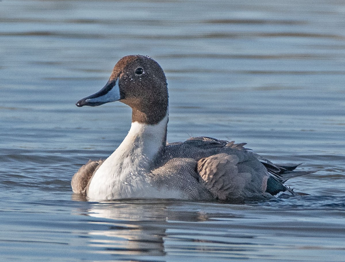 Northern Pintail - Margaret & Fred Parkes