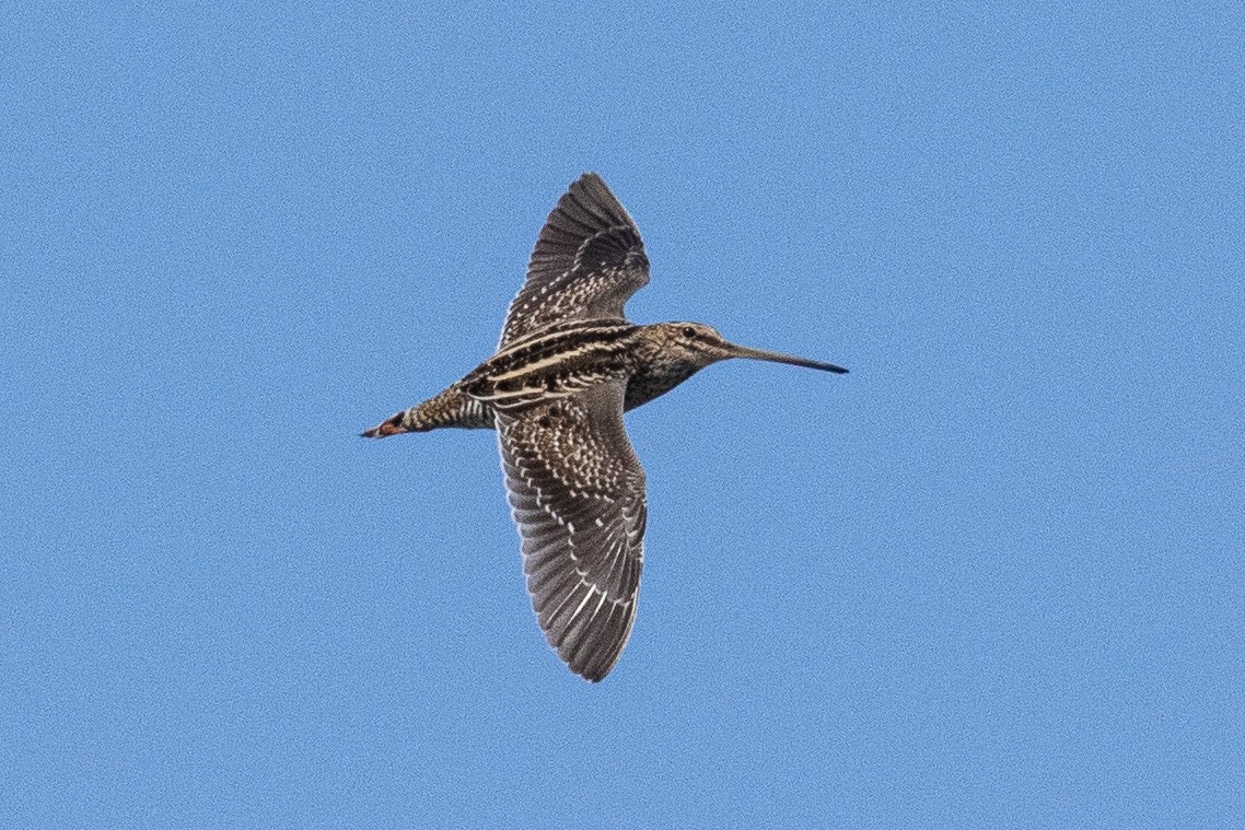 Wilson's Snipe - ML277930271