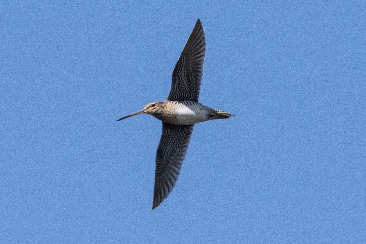 Wilson's Snipe - Eric VanderWerf