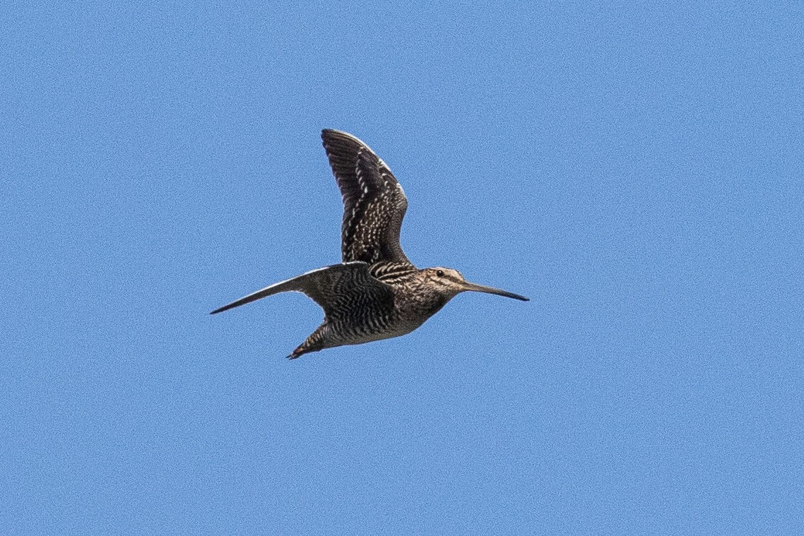 Wilson's Snipe - ML277930441