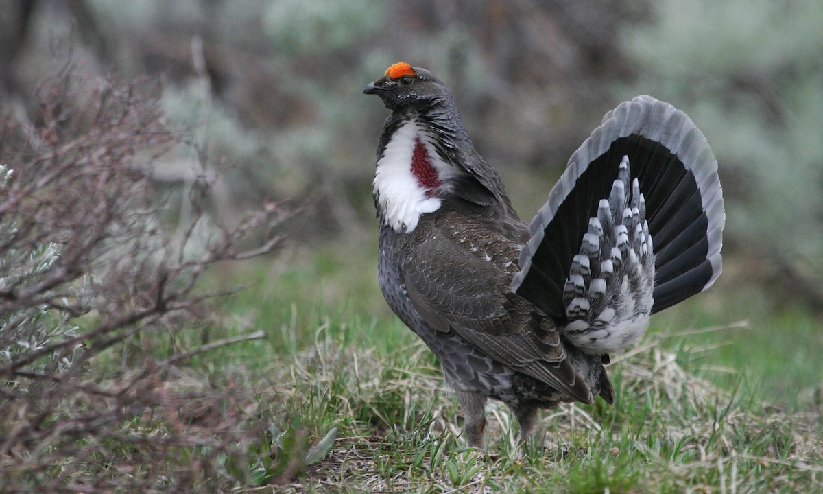 Dusky Grouse - ML27793161