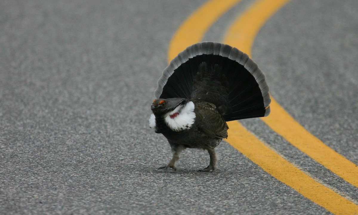 Dusky Grouse - ML27793201