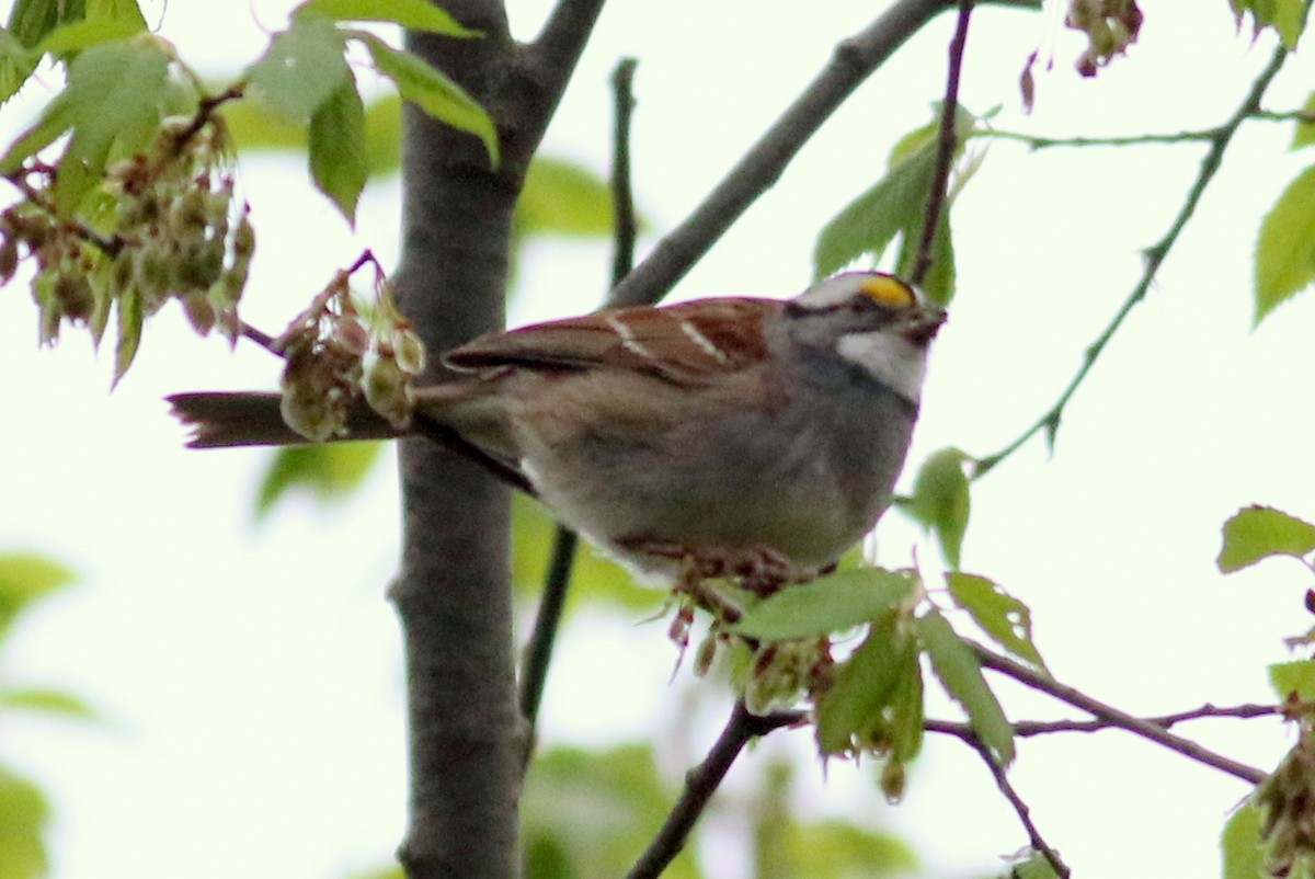 White-throated Sparrow - ML27793211