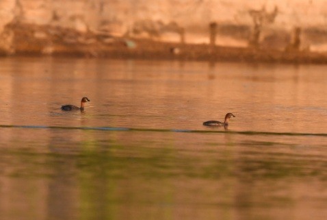 Little Grebe - ML277933851