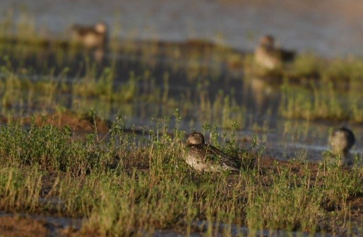 Green-winged Teal - ML277933931