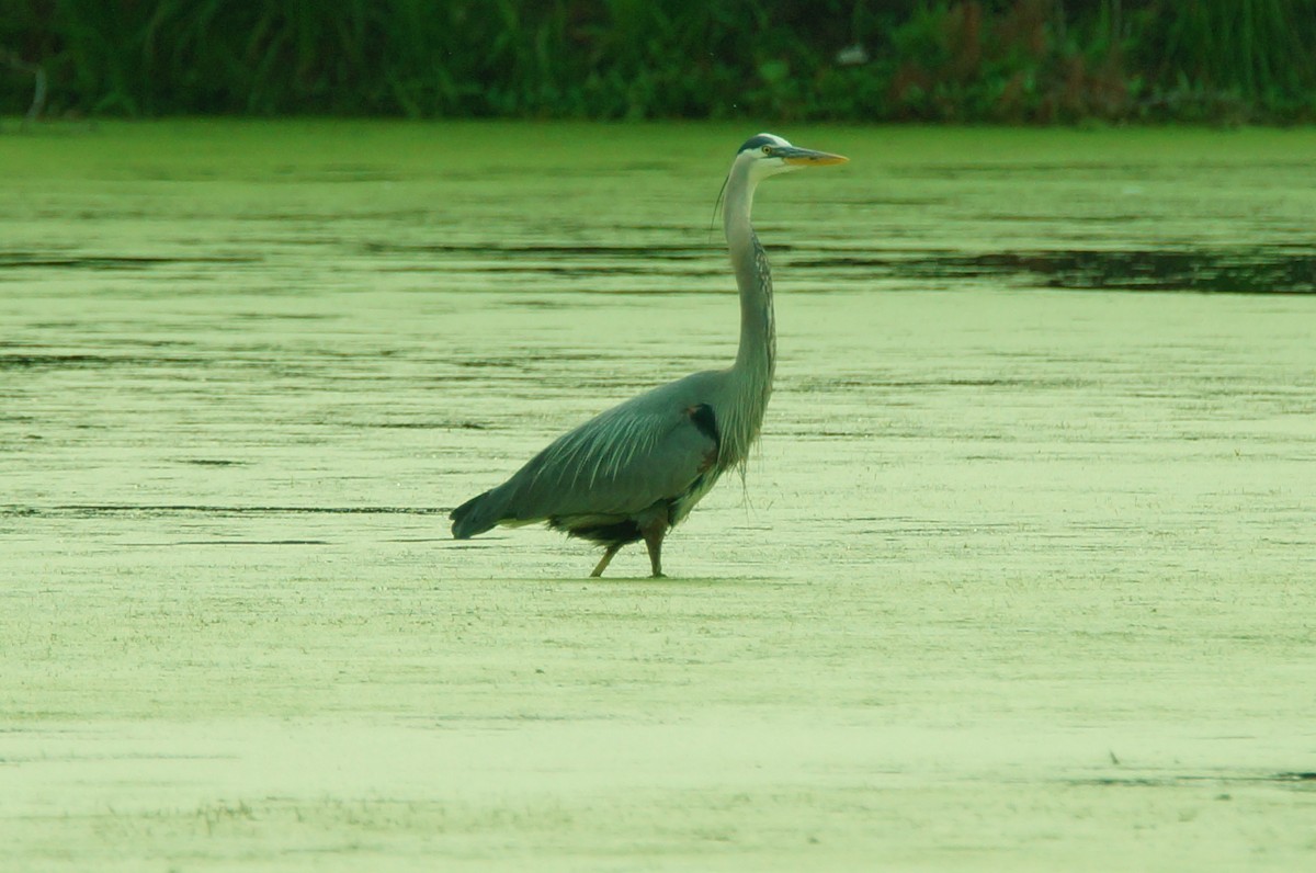 Great Blue Heron - ML27793401