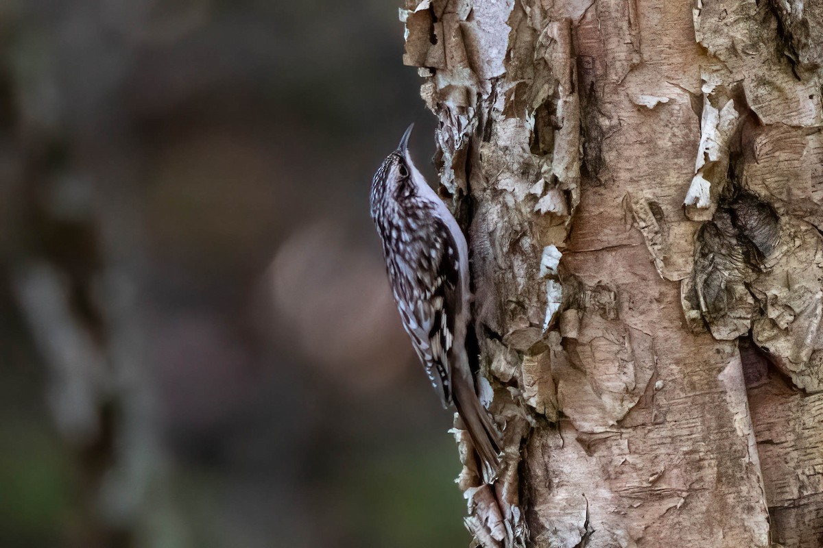 Підкоришник американський - ML277934761