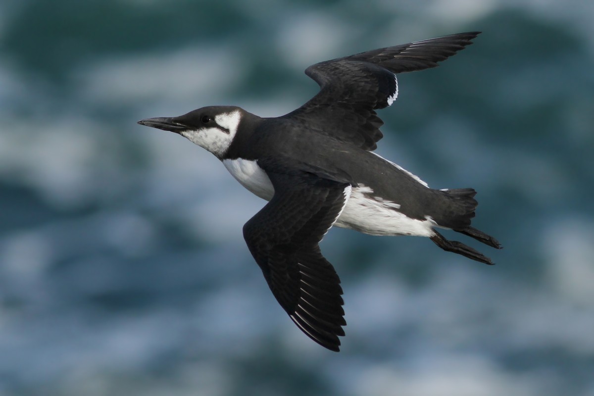 Common Murre - Evan Lipton