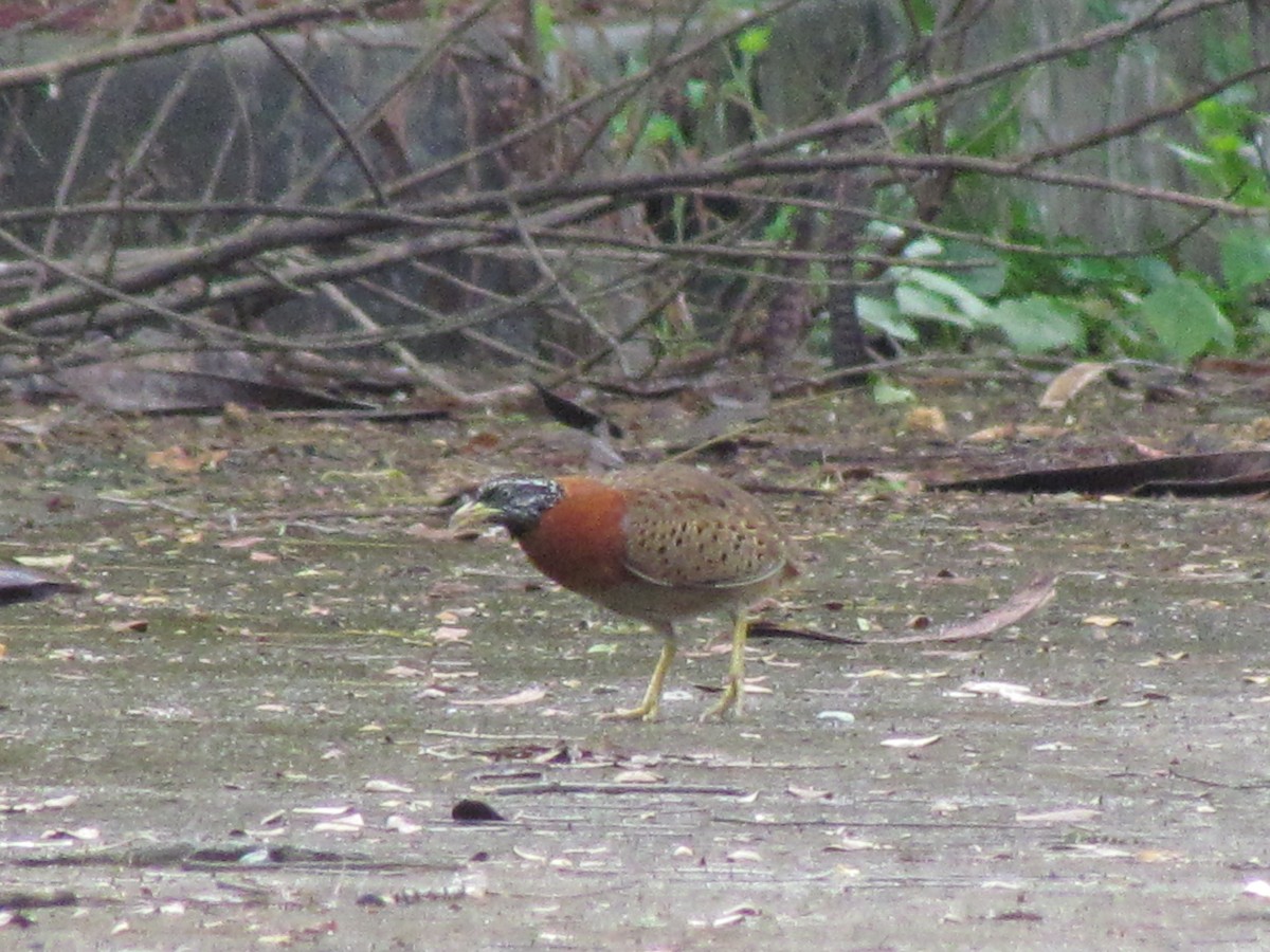 Spotted Buttonquail - ML277935511