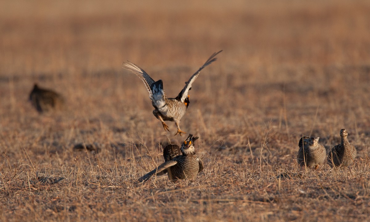 Greater Prairie-Chicken - Chris Wood