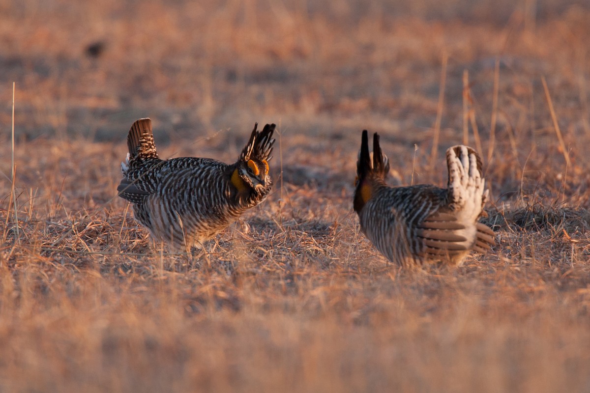 Greater Prairie-Chicken - ML27793731