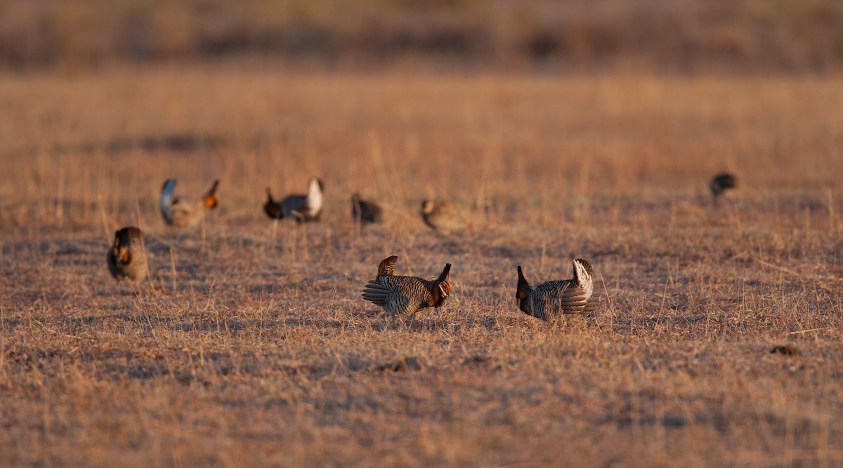 Greater Prairie-Chicken - Chris Wood