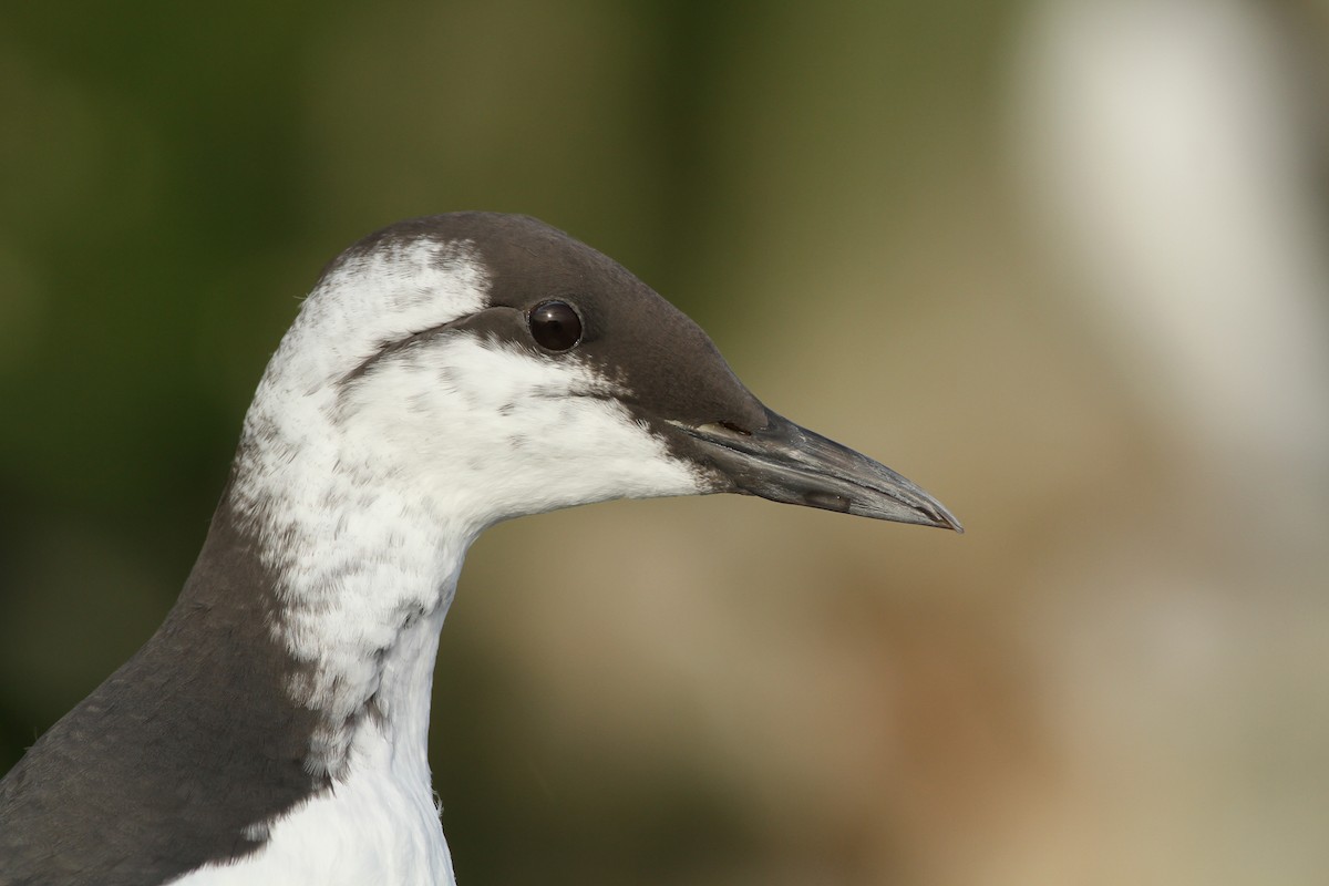 Common Murre - Evan Lipton