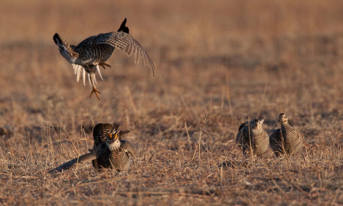 Greater Prairie-Chicken - ML27793791