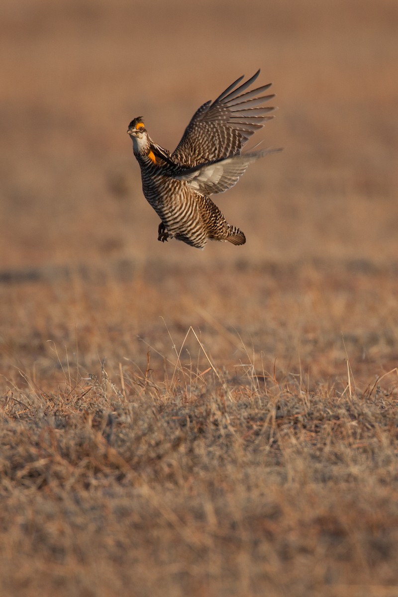 Greater Prairie-Chicken - Chris Wood