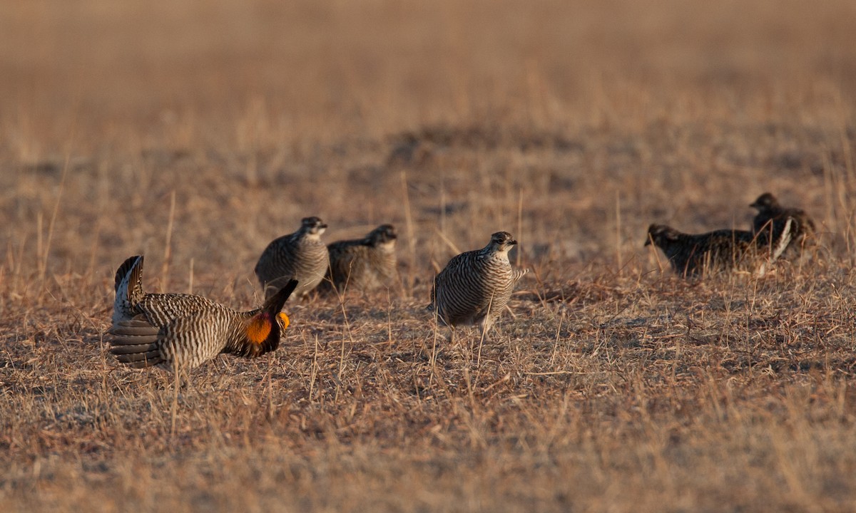 Greater Prairie-Chicken - Chris Wood