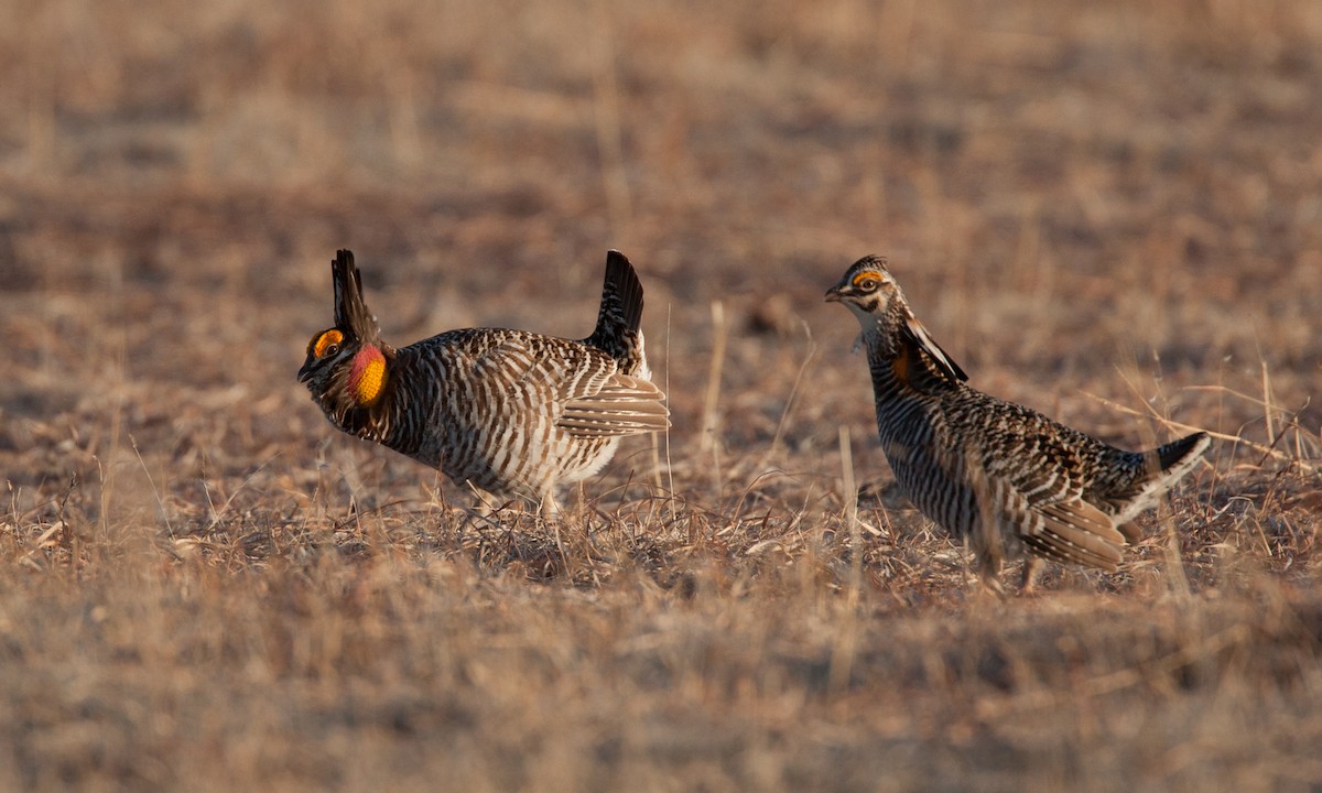 Gallo de las Praderas Grande - ML27793831