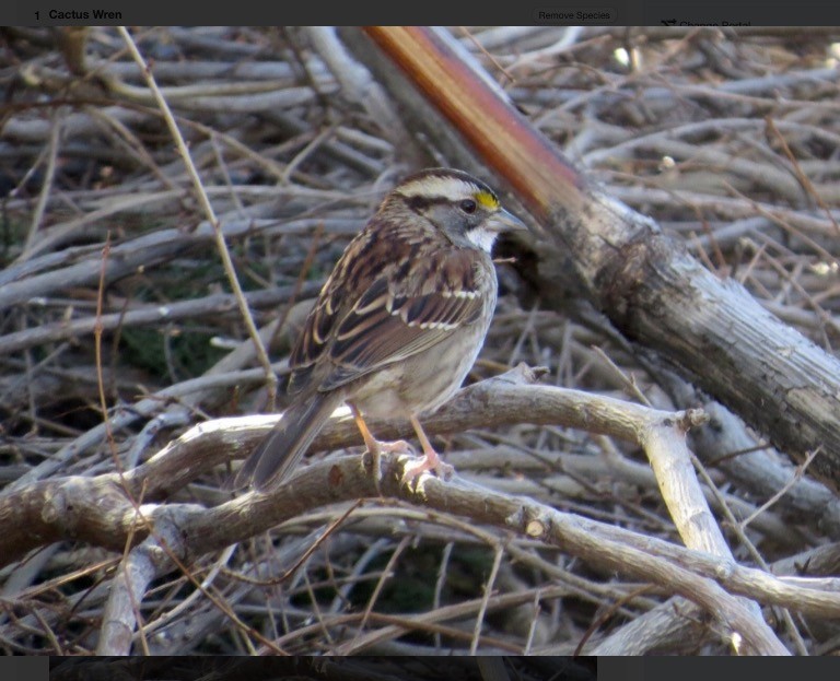 White-throated Sparrow - ML27793901